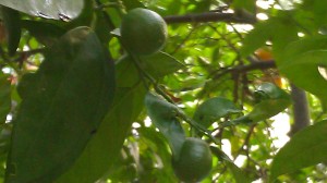 Baby oranges