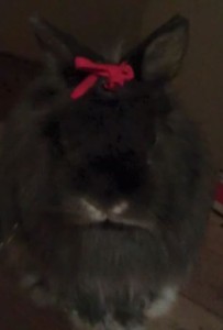 Bunny. decorated