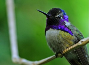 Hummingbird